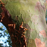 Commiphora caudata (Wight & Arn.) Engl.